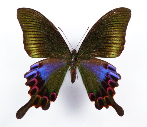 Papilio hopponis female