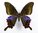 Papilio hopponis Weibchen