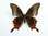 Papilio hopponis Weibchen