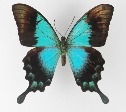 Papilio pericles X Papilio peranthus Hybrid + Gynandromorph