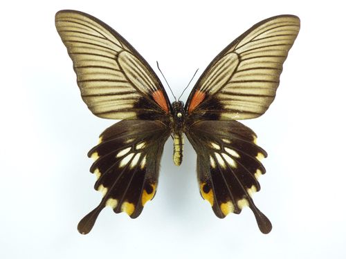 Papilio memnon X Papilio lowi Hybrid #3 female