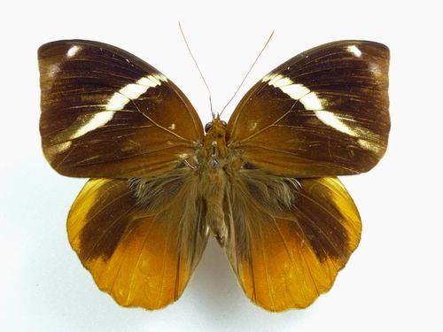 Thauria aliris ssp. pseudoaliris Männchen