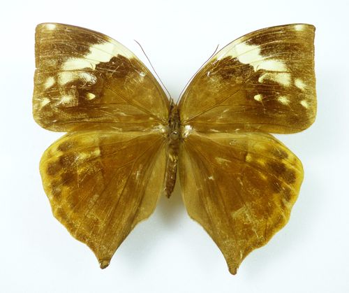 Zeuxidia amethystus female
