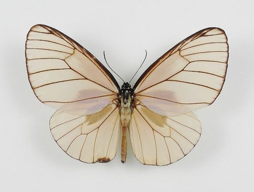 Euploea phaenareta unibrunnea f. browni Männchen