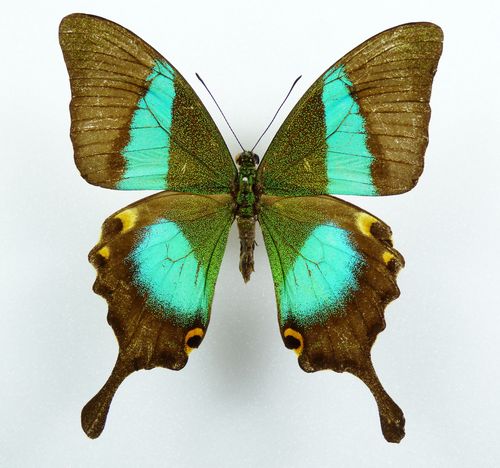 Papilio buddha Weibchen