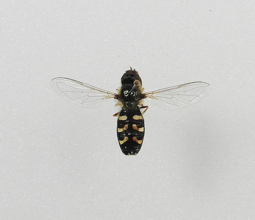 Syrphidae spec. / fly