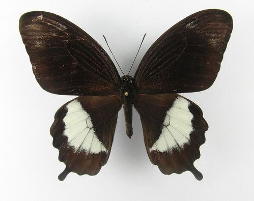 Papilio fuscus X Papilio albinus hybrid male