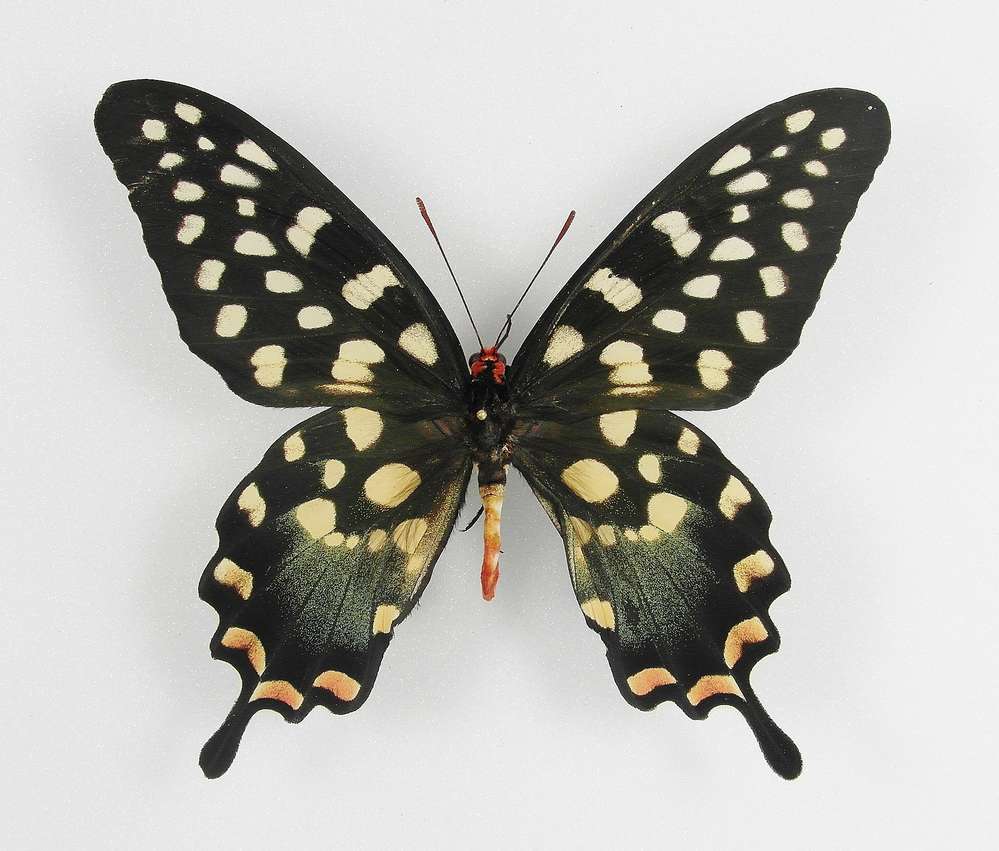 Papilio antenor Weibchen 
