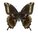 Papilio orizabus Männchen