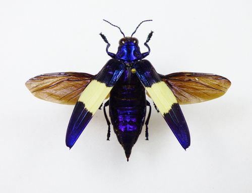 Chrysochroa castelnaudii male FLYING