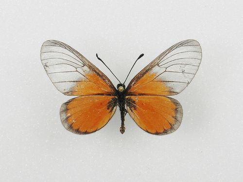 Acraea unimaculata Männchen