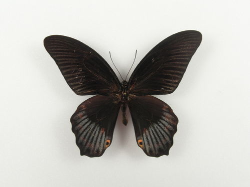 Papilio-Hybrid 3times #2 male