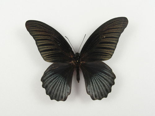 Papilio-Hybrid 3fach #3 Männchen