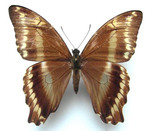 Papilio aristophontes Weibchen