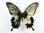 Papilio memnon X Papilio lowi Hybrid GYNANDROMORPH
