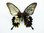 Papilio memnon X Papilio lowi Hybrid GYNANDROMORPH