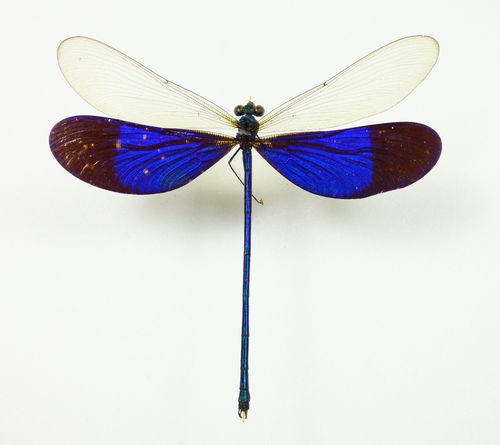 Neurobasis kampipavo, dragonfly