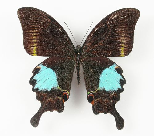 Papilio paris ssp. tamilana Weibchen