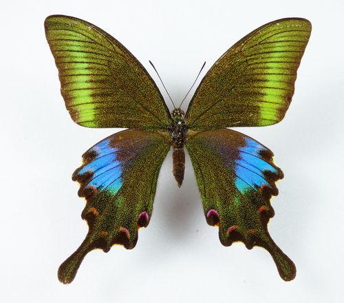 Papilio polyctor ssp. polyctor Weibchen