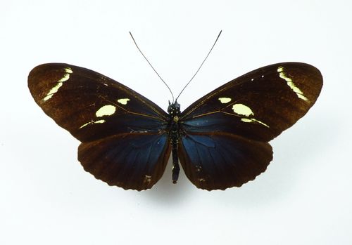 Heliconius wallacei ssp. wallacei Weibchen