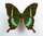 Papilio crino Männchen