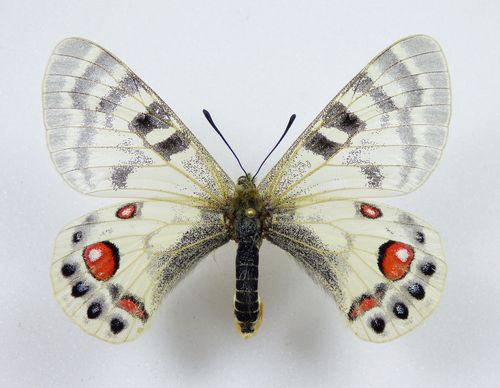 Parnassius charltonius ssp. platon female