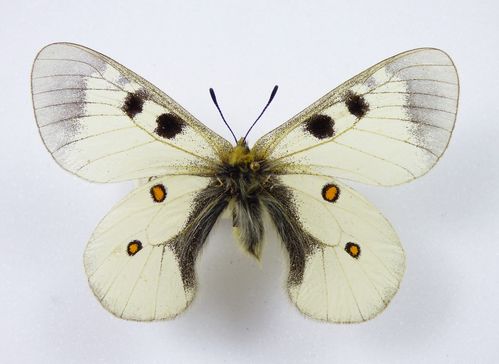 Parnassius nordmanni ssp. nordmanni Männchen
