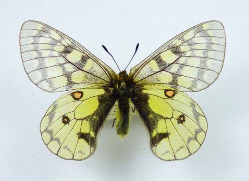 Parnassius eversmanni ssp. altaica male
