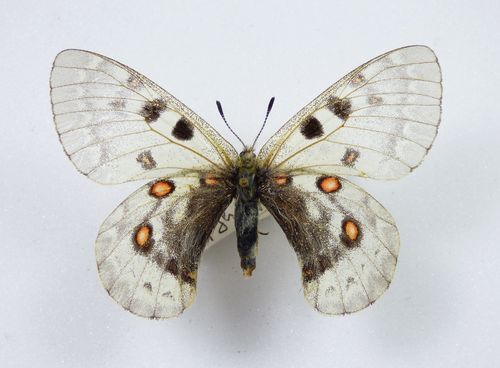 Parnassius jacquemonti ssp. nuksanica Weibchen
