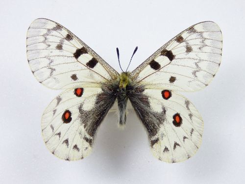 Parnassius jacquemonti ssp. nuksanica Männchen