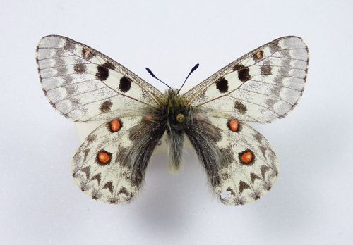 Parnassius simo ssp. robertsi Männchen