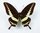 Papilio liomedon Männchen