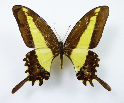 Papilio himeros ssp. himeros Weibchen