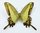 Papilio himeros ssp. himeros Weibchen