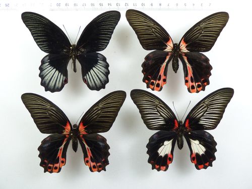 Set 4 x Papilio rumanzovia