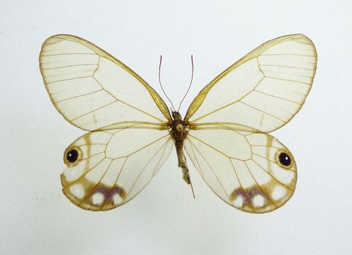 Citheria bandusia Weibchen