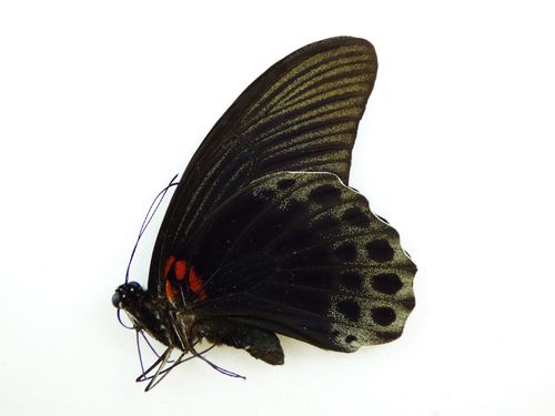 Papilio memnon ssp. ? male UP