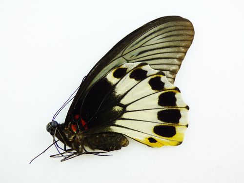Papilio memnon ssp. ? Weibchen UP
