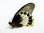 Papilio memnon ssp. ? Weibchen UP
