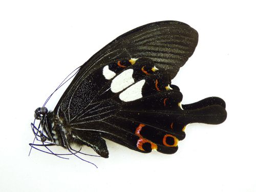 Papilio helenus ssp. helenus Männchen UP