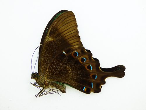 Papilio lorquinianus ssp. albertisi male UP