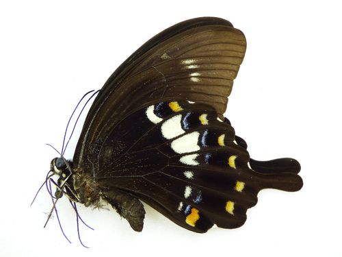 Papilio fuscus ssp. fuscus Männchen UP
