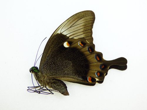 Papilio daedalus ssp. daedalus Männchen UP