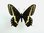 Papilio indra ssp. shastensis TOPOTYPE Männchen