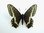 Papilio indra ssp. shastensis TOPOTYPE Männchen