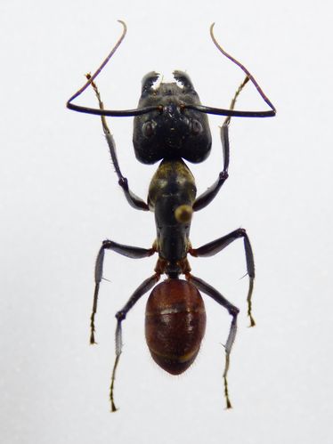 Camponotus gigas / bullet-ant