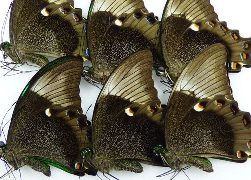 Papilio daedalus daedalus 10 x UP