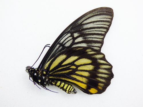Papilio veiovis Männchen UP