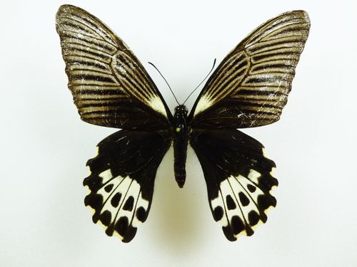 Papilio forbesi Weibchen
