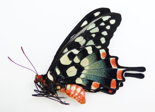 Papilio antenor Männchen UP